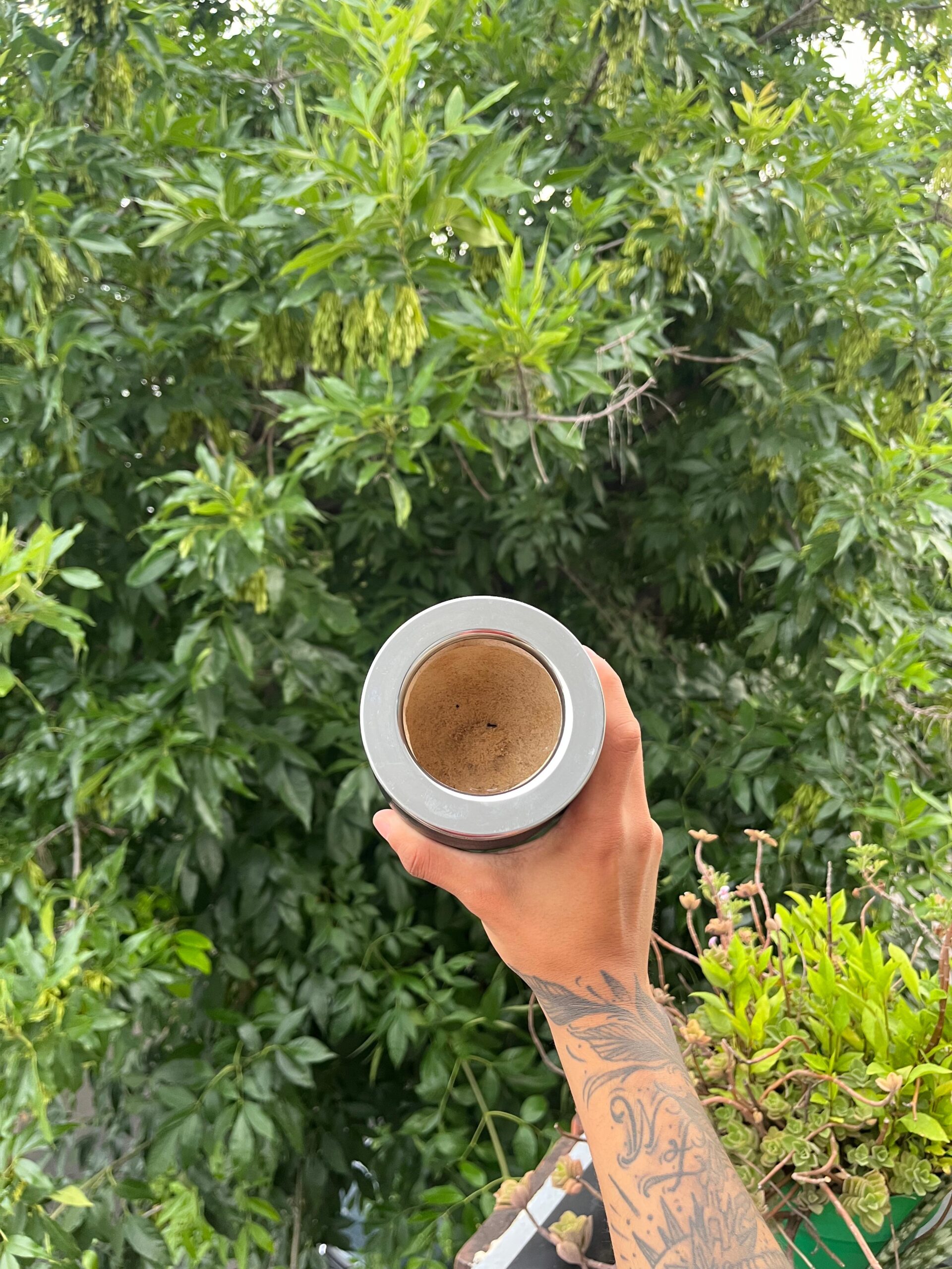 Mate Imperial negro - Image 2